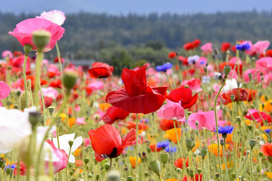Pourquoi Choisir des Fleurs Locales et de Saison ? | Cabane Studio Floral