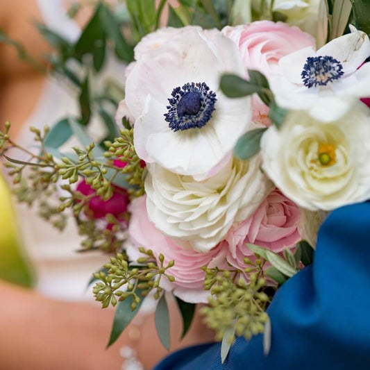 Guide des fleurs d'hiver - Les Anemones